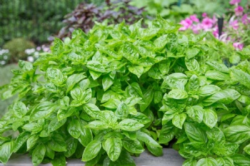  Organic Sweet Holy Basil Herb Extract Powder Bulk Price	