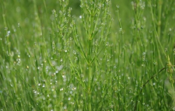  Natural Organic Horsetail Grass Extract	