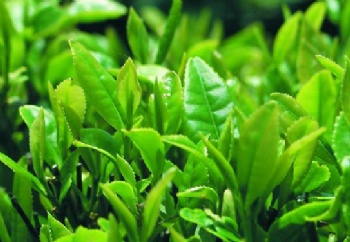  Organic Green Tea Extract Powder Polyphenols 98% EGCG Green Tea Extract	