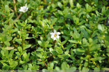  Organic Bacopa Monnieri Extract for Alzheimer's disease	