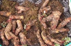  Organic Rhodiola Rosea Root Extract Nootropic Supplement	