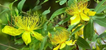  Organic hypericum perforatum extract for St John wort P.E	